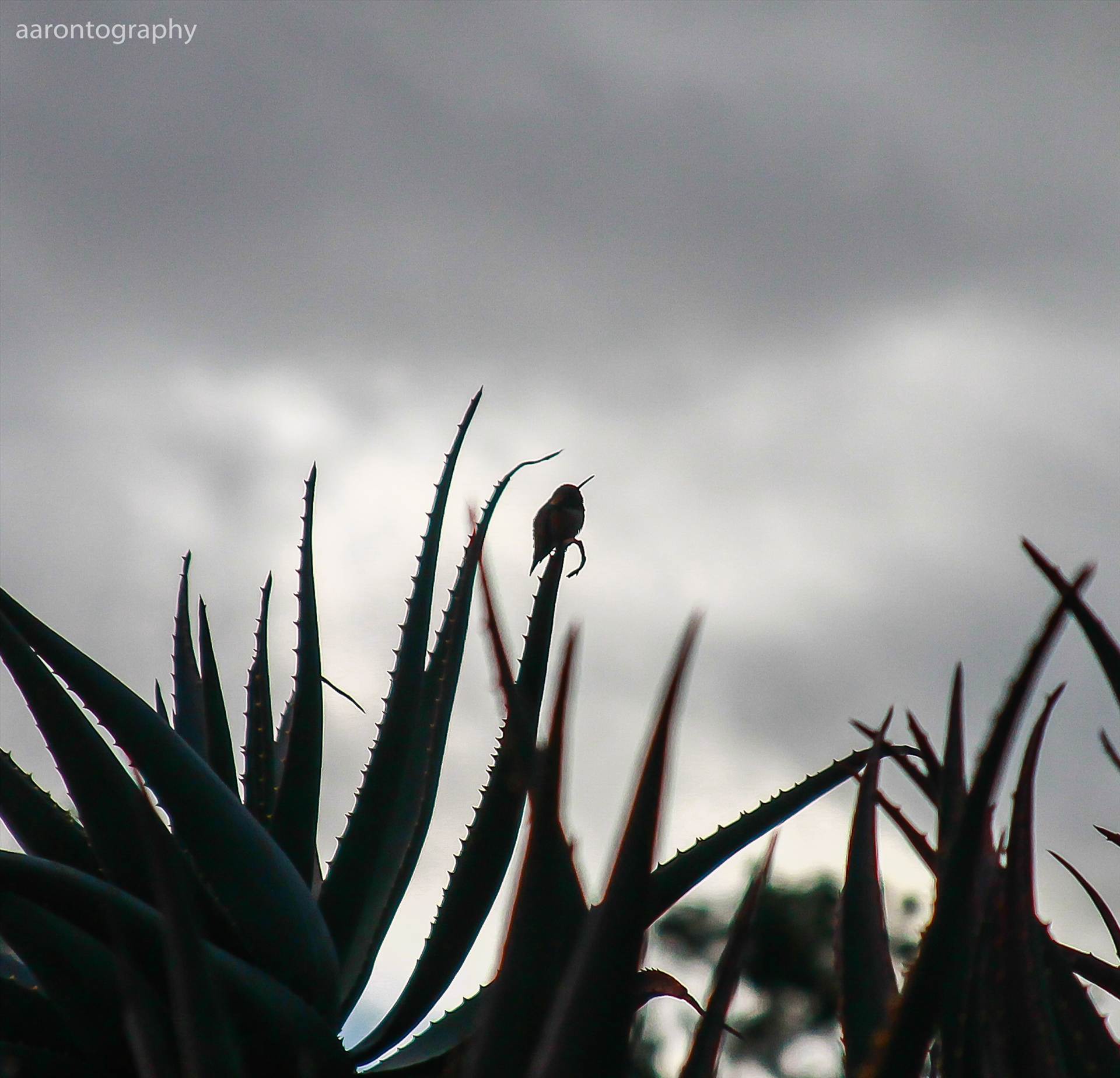 Smokey Hummingbird.jpg - undefined by Aaron