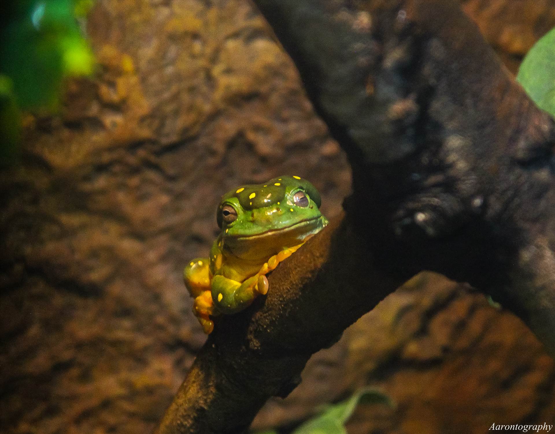 Tree Frog.jpg - undefined by Aaron