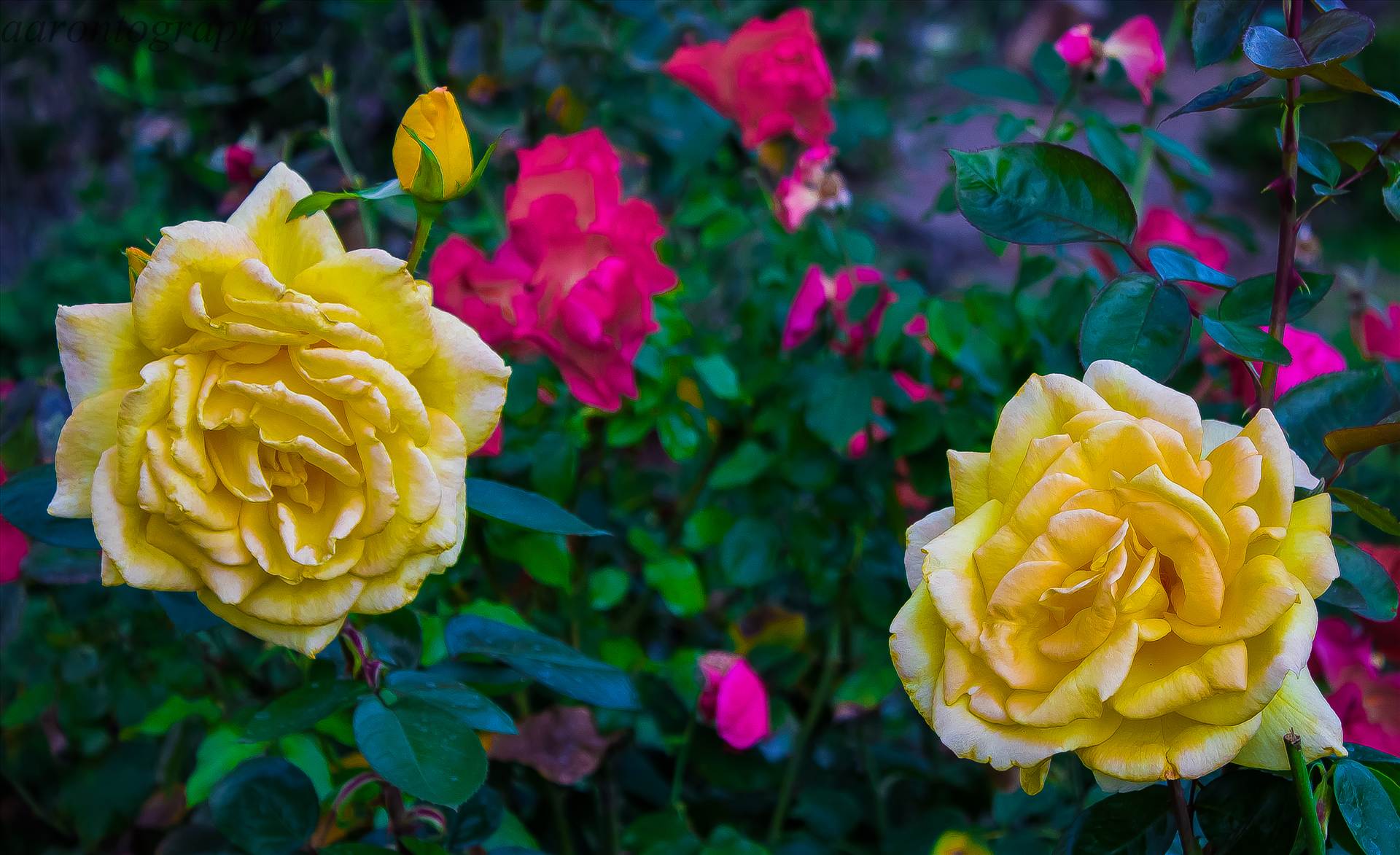 PINK SURROUNDED BY YELLOW.JPG - undefined by Aaron