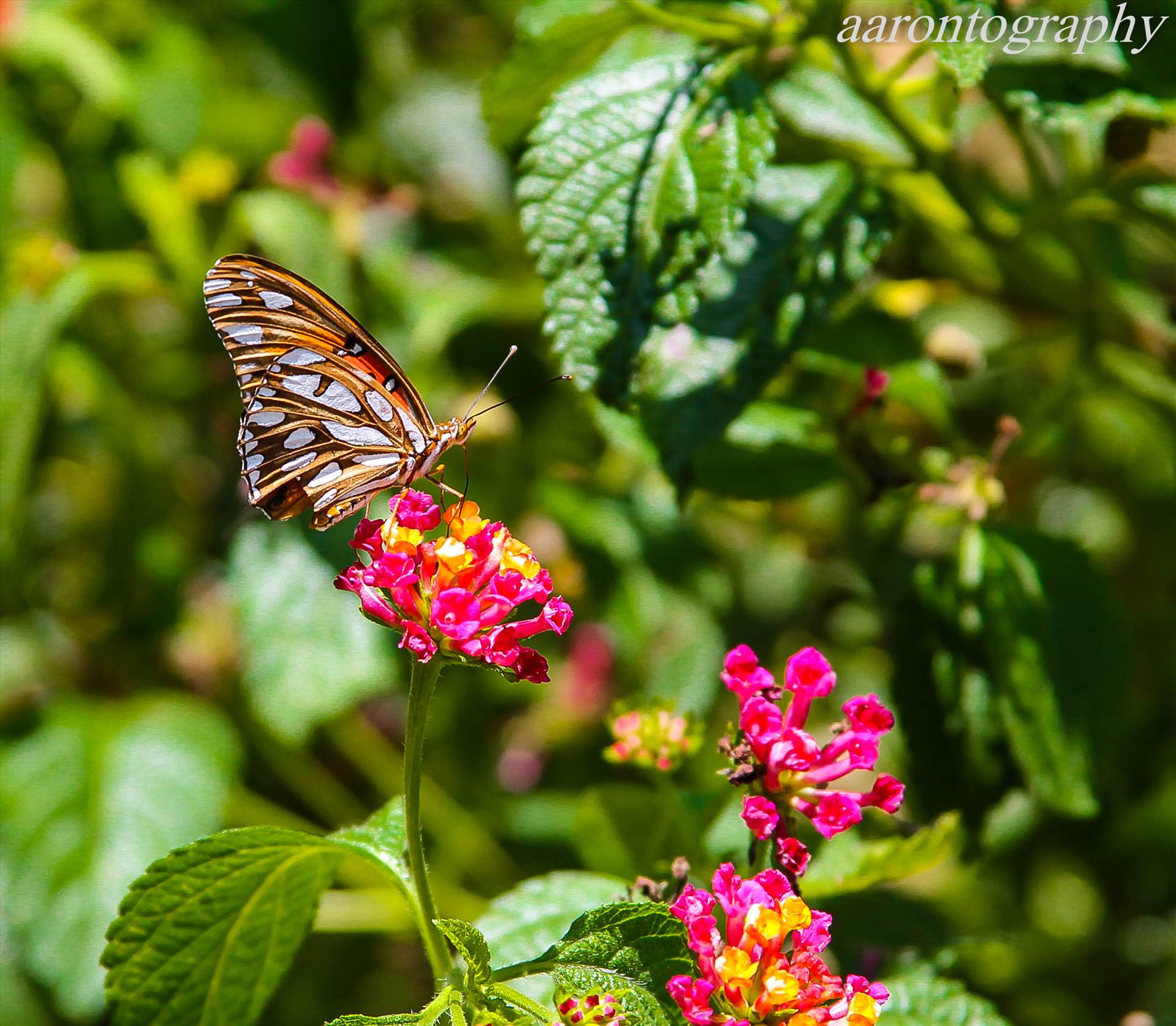 Butterfly and green.jpg - undefined by Aaron